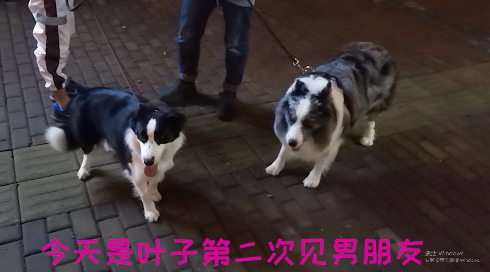 主人带边牧去见男朋友...